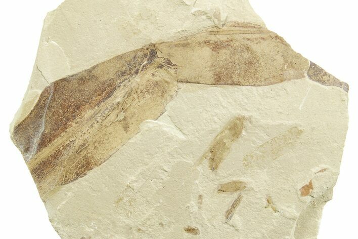 Eocene Fossil Grasshopper (Caelifera) - Green River Formation #368759